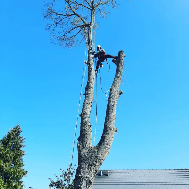 Élagueur-grimpeur Côté Paysage intervenant en hauteur dans un arbre